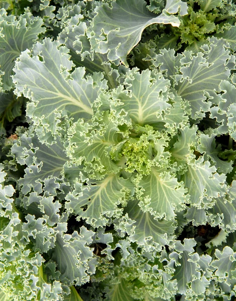 Crop of leafy green Kale growing — Stock Photo, Image