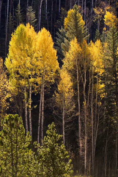 Colorful Aspen trees in Vail, Colorado — Stock Photo, Image