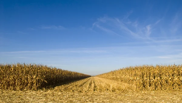 Field of corn being harvested — Stock Photo, Image