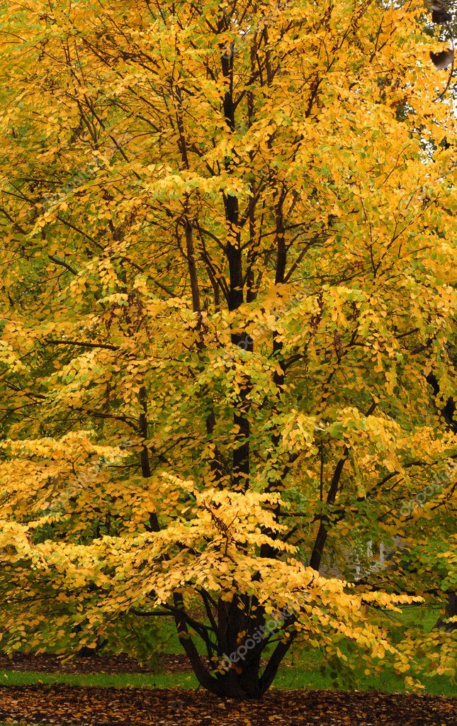 Elm tree showing its beautiful autumn colors — Stock Photo © HHLtDave5