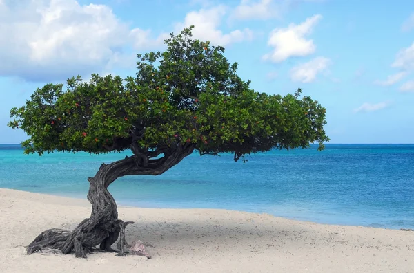 Divi divi strom na eagle beach v aruba — Stock fotografie