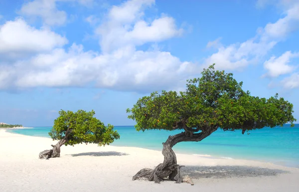 Divi divi bomen op het strand eagle beach in aruba — Stockfoto