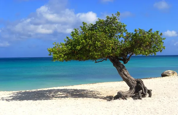 Divi divi drzewo na plaży eagle beach, Aruba — Zdjęcie stockowe