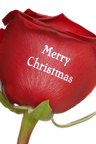 Schöne rote Rose mit frohen Weihnachten darauf geschrieben — Stockfoto