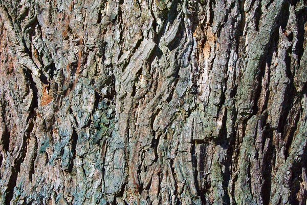 The bark — Stock Photo, Image