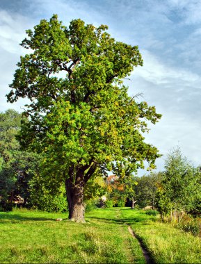 Oak-tree clipart