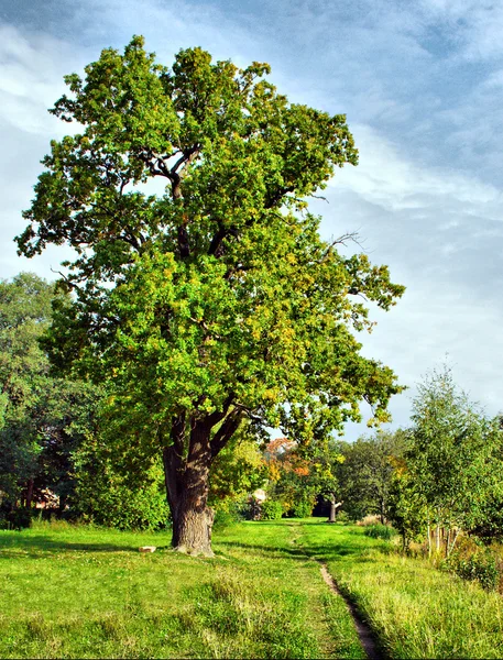 stock image Oak-tree