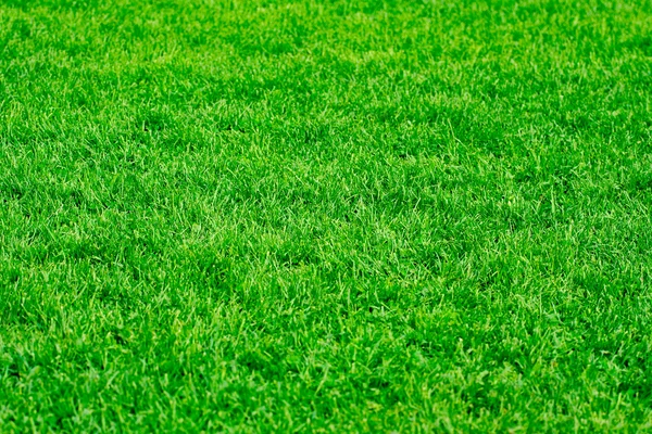 stock image Green grass