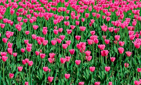 stock image Tulips