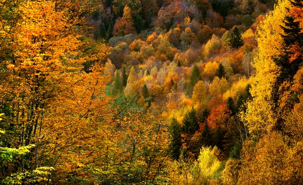 Золотой лес — стоковое фото