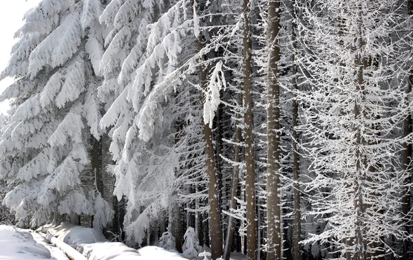 Nieve en las ramas — Foto de Stock