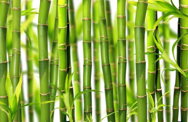 Bamboo clipart