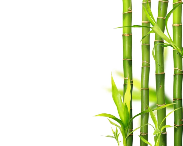 Bambus — Stock fotografie