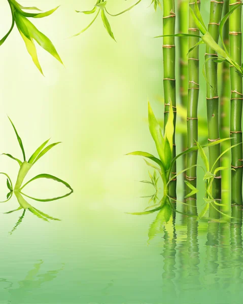 Bambus fundal — Fotografie, imagine de stoc