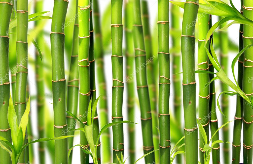 Bamboo Stock Photo by ©jag_cz 5977638
