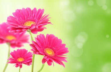 Colored gerberas flowers clipart