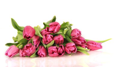 Tulips clipart