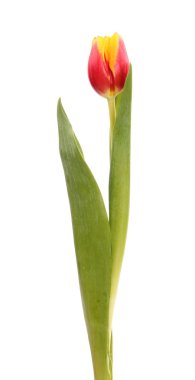 Tulip clipart