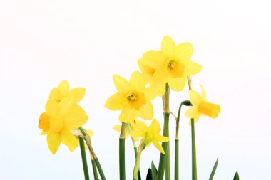 Yellow daffodil on white background clipart