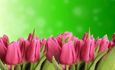 Tulips field clipart