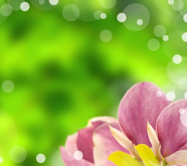 Purple dewy tulips on shiny blur green background clipart