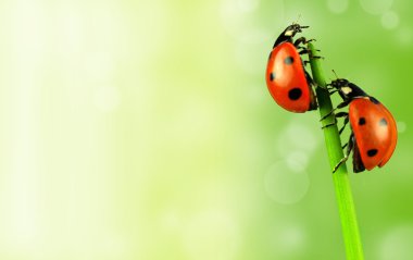 Ladybugs clipart