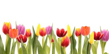TUlips clipart
