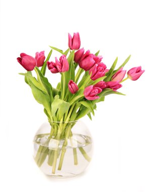 Tulips clipart