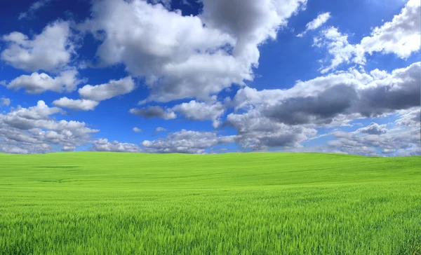 Färskt gräs med himmel — Stockfoto
