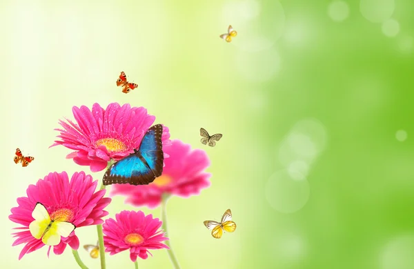 Colored gerberas flowers with exotic butterflies — Stock Photo, Image