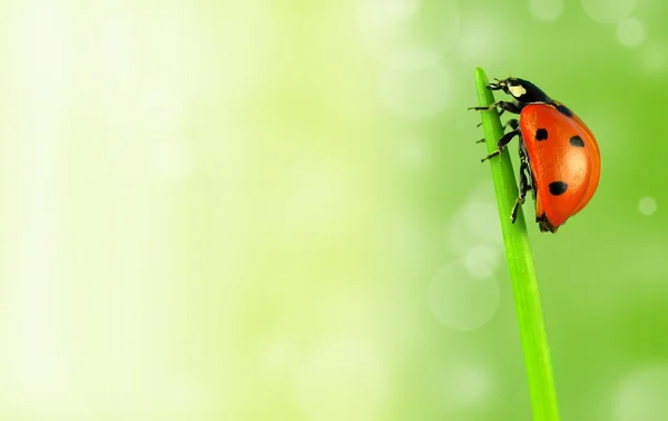 Lady bug on stalk — Stock Photo, Image