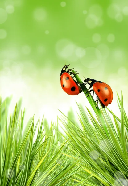 stock image Lady bug on stalk