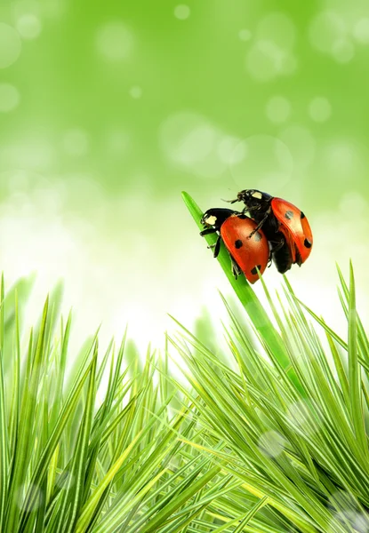 stock image Lady bug on stalk