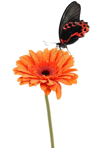 Gerber Blumen mit Schmetterlingen — Stockfoto