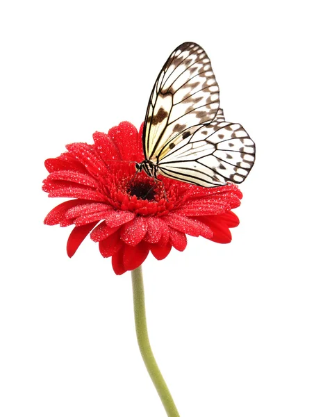 Gerber květy s motýly — Stock fotografie