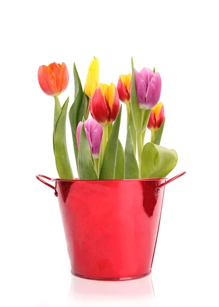 Цветные тюльпаны в красном ведре, изолированные на белом фоне — стоковое фото