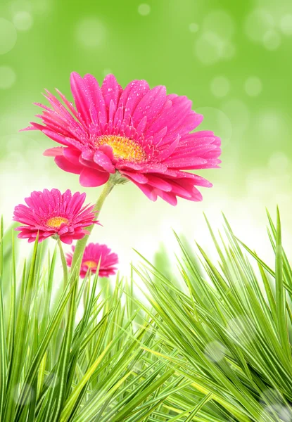 Gerber kwiat w pęczek trawy — Zdjęcie stockowe