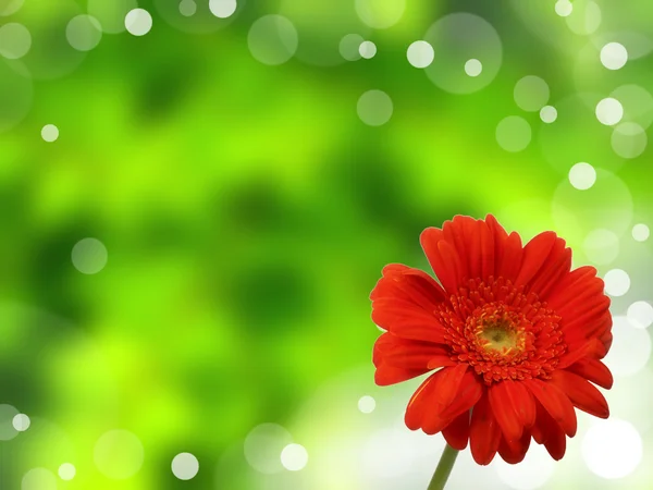Gerber flor en racimo de hierba — Foto de Stock