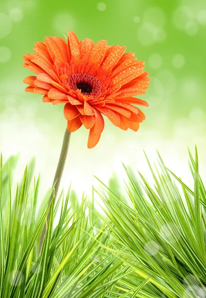 Gerber λουλούδι σε δέσμη του χόρτου — Φωτογραφία Αρχείου