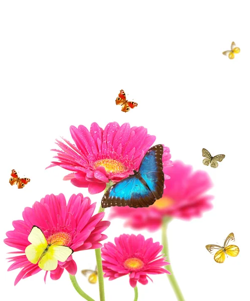 Fiori gerbere con farfalle — Foto Stock