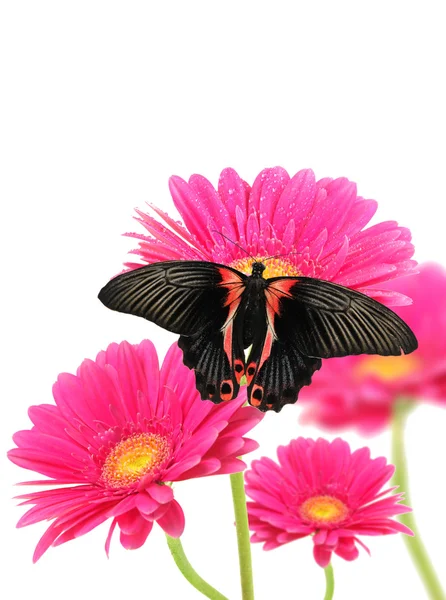Gerber flores con mariposas — Foto de Stock