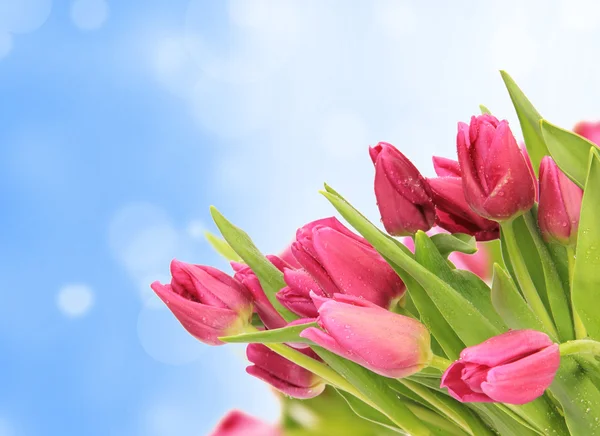 Spring tulips — Stock Photo, Image