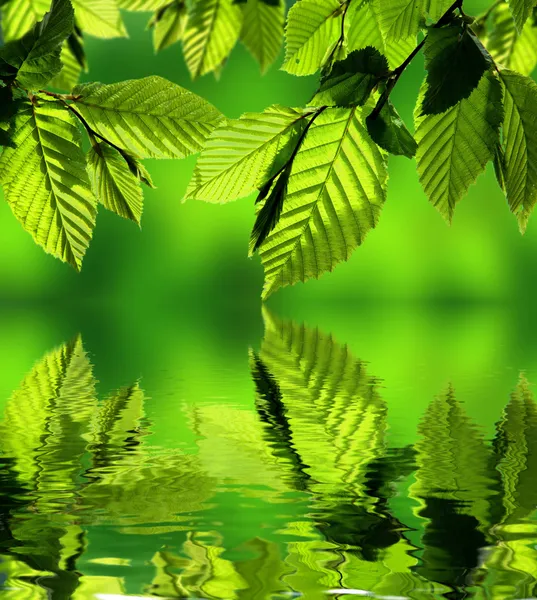 Folhas de chifre com reflexão de água — Fotografia de Stock
