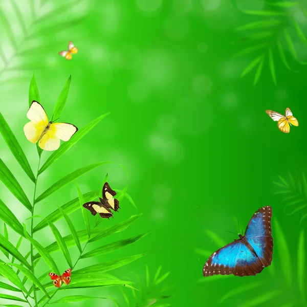 Blommig bakgrund med fjärilar — Stockfoto