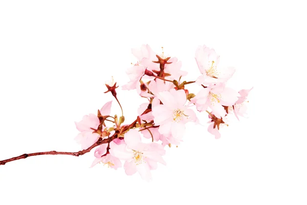 粉红色的花朵 — 图库照片