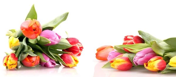 Tavaszi tulipán — Stock Fotó
