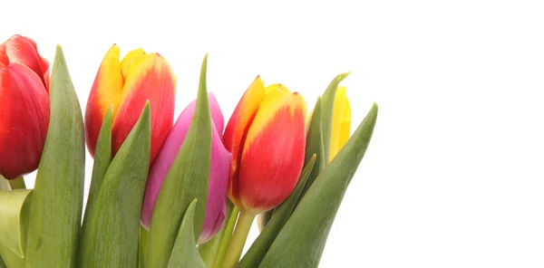 Kolorowe tulipany — Zdjęcie stockowe