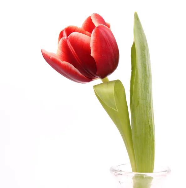 Tulipa — Fotografia de Stock