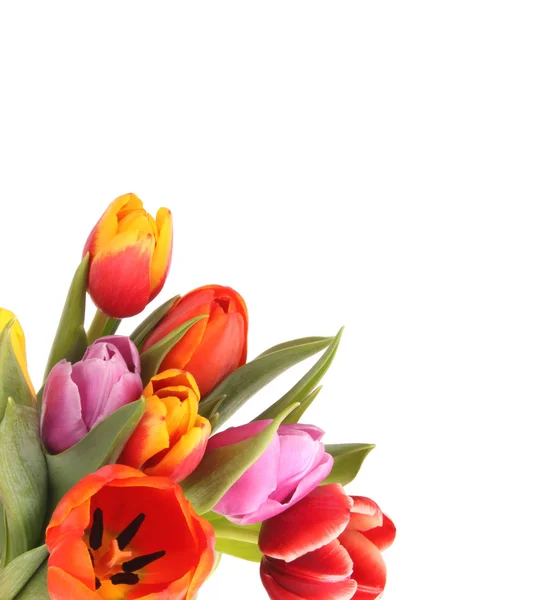 Tulipanes de colores — Foto de Stock
