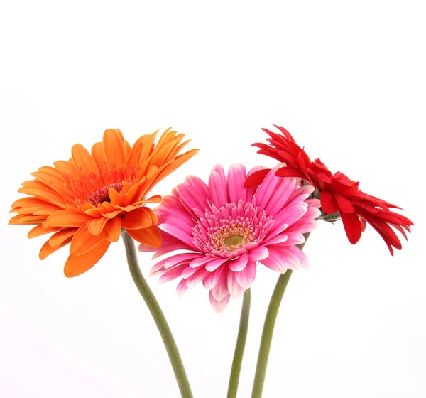 Flores de gérberis — Fotografia de Stock